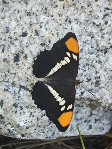 iNaturalist observation photo of California Sister