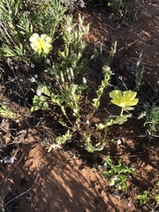 Oenothera grandis
