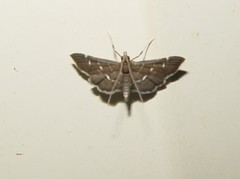 Diathrausta reconditalis