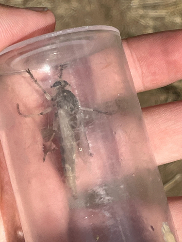 iNaturalist observation photo of Asilinae