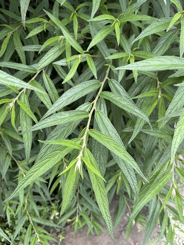 Edible debregeasia