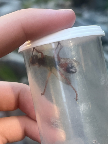 iNaturalist observation photo of Great Golden Digger Wasp