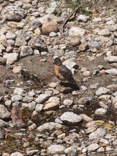iNaturalist observation photo of American Robin