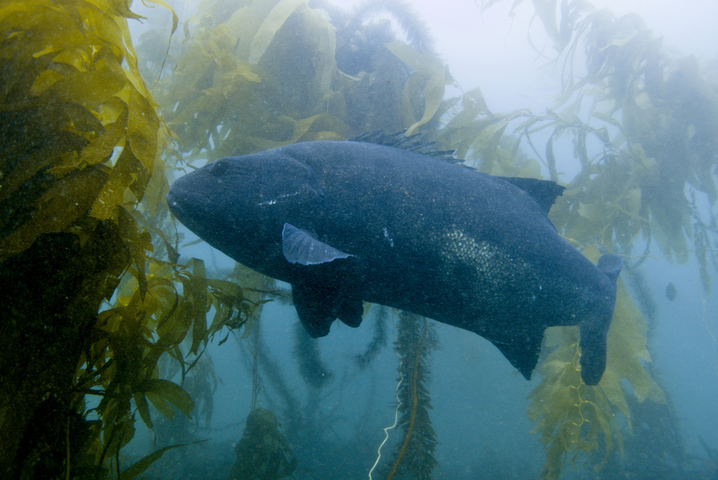 Giant sea bass in a kelp forest, San Diego County, California