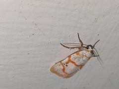 Cyana subalba