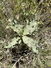Asclepias viridiflora
