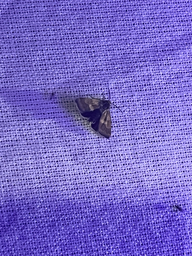 iNaturalist observation photo of Heliothinae
