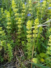 Cruciata laevipes
