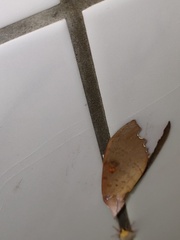 Euhampsonia formosana