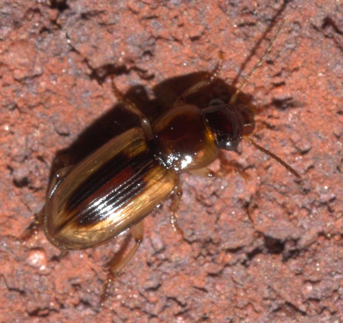 LeConte's Seedcorn Beetle photo 5