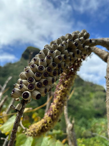 Polyscias racemosa observed 2025-10-10