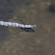 iNaturalist observation photo of Milky Backswimmers