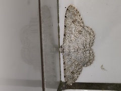 Lassaba parvalbidaria