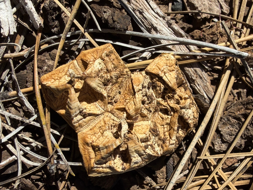 iNaturalist observation photo of Sculpted Puffball