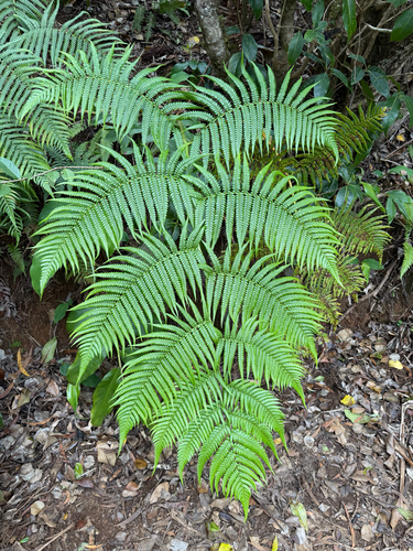 Cibotium glaucum observed 2026-06-14