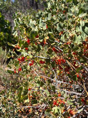 iNaturalist observation photo of wax currant