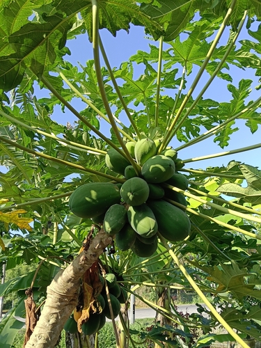 Papaya