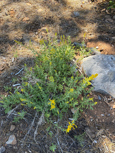 iNaturalist observation photo of velvety goldenrod