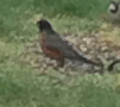 Turdus migratorius