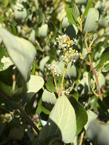 iNaturalist observation photo of Snowbrush Ceanothus