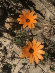 Dimorphotheca sinuata