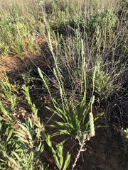 Plantago wrightiana