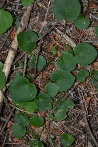 Viola sempervirens, photograph 5