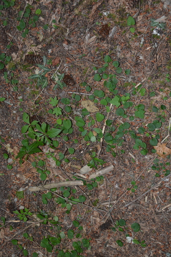 Viola sempervirens, photograph 4