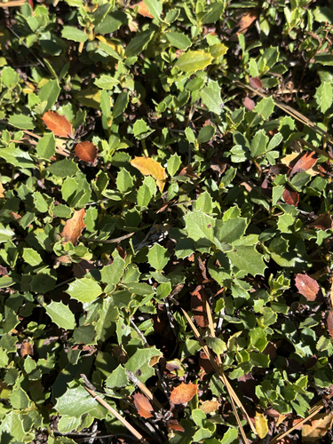 iNaturalist observation photo of Mahala mat