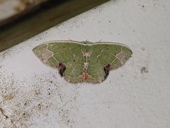 Comibaena subdelicata