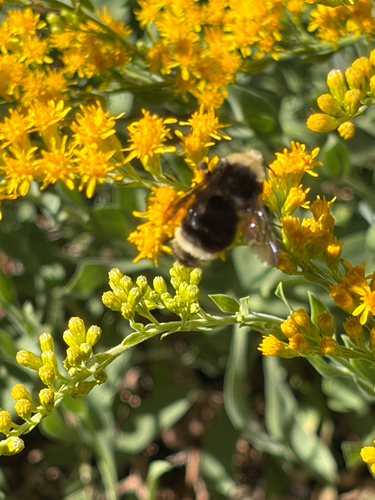 iNaturalist observation photo of Yellow-faced Bumble Bee