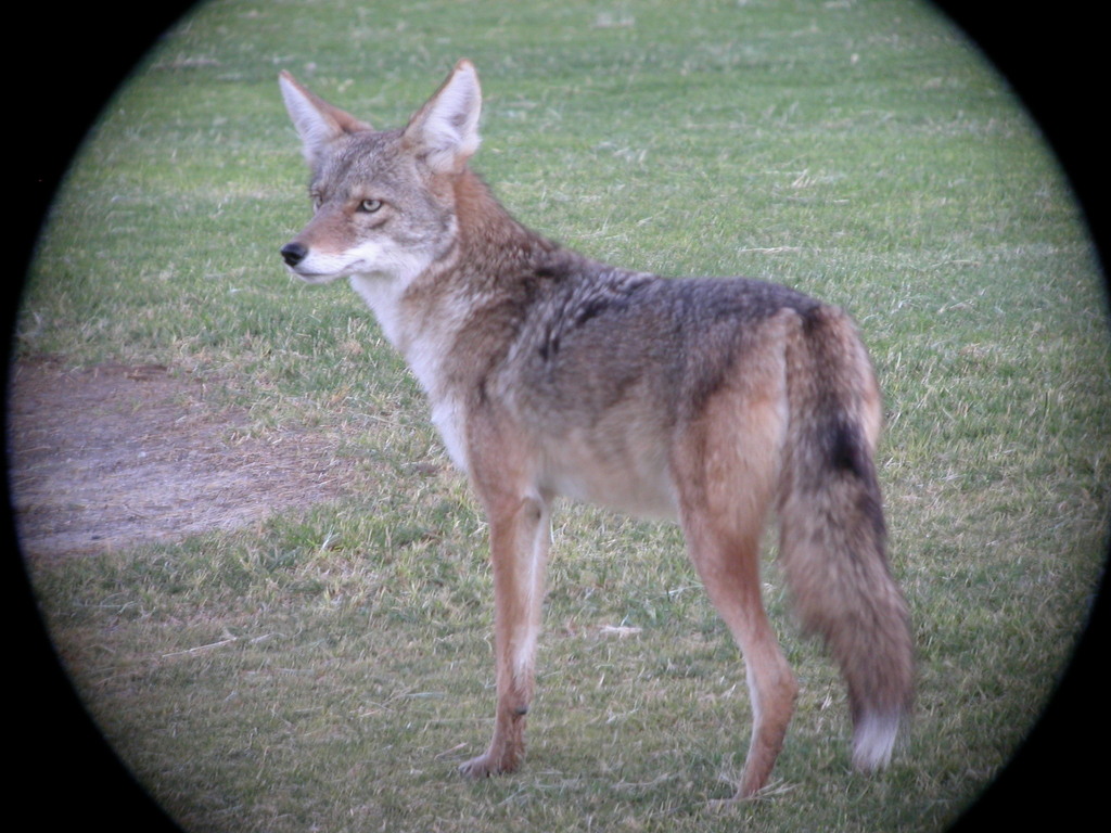Canis latrans, Furnace Creek, California, USA, by davidflumm
