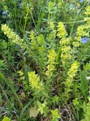 Cruciata laevipes