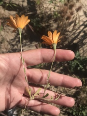 Dimorphotheca sinuata