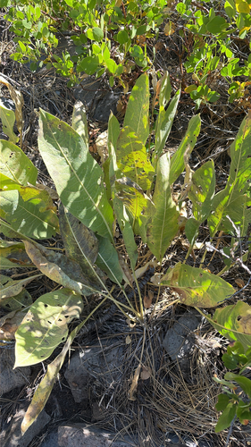 iNaturalist observation photo of woolly mule's ears