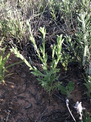 Xanthisma texanum drummondii