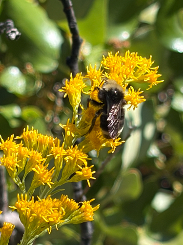 iNaturalist observation photo of Yellow-faced Bumble Bee