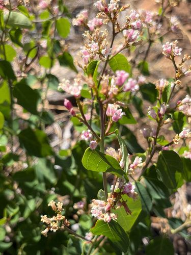 iNaturalist observation photo of spreading dogbane