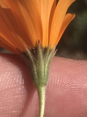 Dimorphotheca sinuata