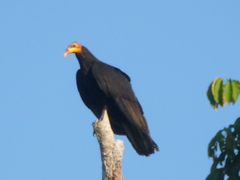 Cathartes melambrotus