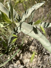 Asclepias viridiflora