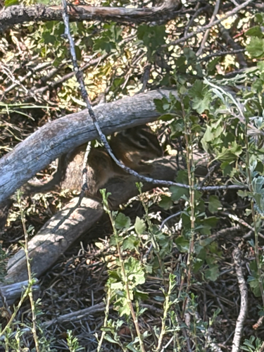 iNaturalist observation photo of Western Chipmunks