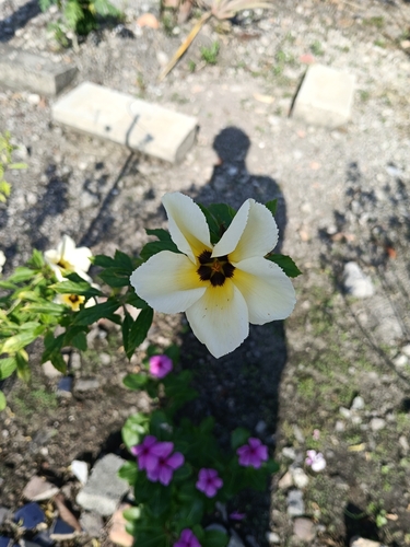 Cuban Buttercup