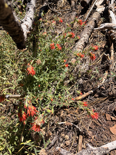 iNaturalist observation photo of wavyleaf paintbrush