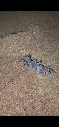 Tufted Ghost Crab