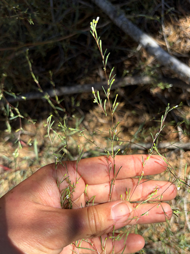 iNaturalist observation photo of Diffuse Groundsmoke