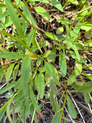 iNaturalist observation photo of Slender Beardtongue