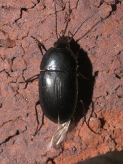Oodes amaroides