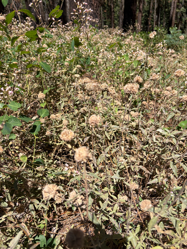 iNaturalist observation photo of Monardellas