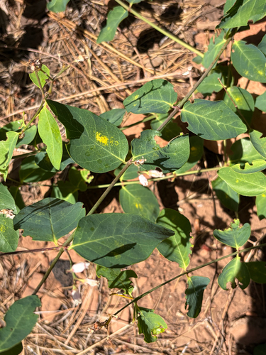 iNaturalist observation photo of spreading dogbane